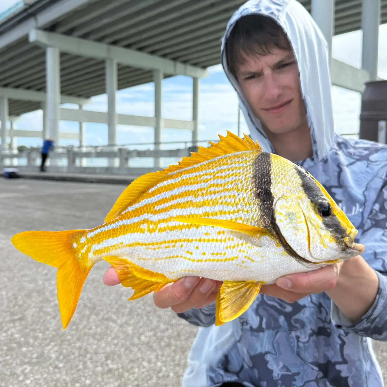 The most recent Atlantic porkfish catches on Fishbrain