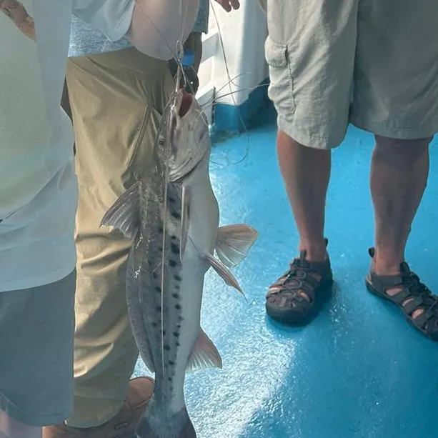 Spotted sorubim caught on Fishbrain