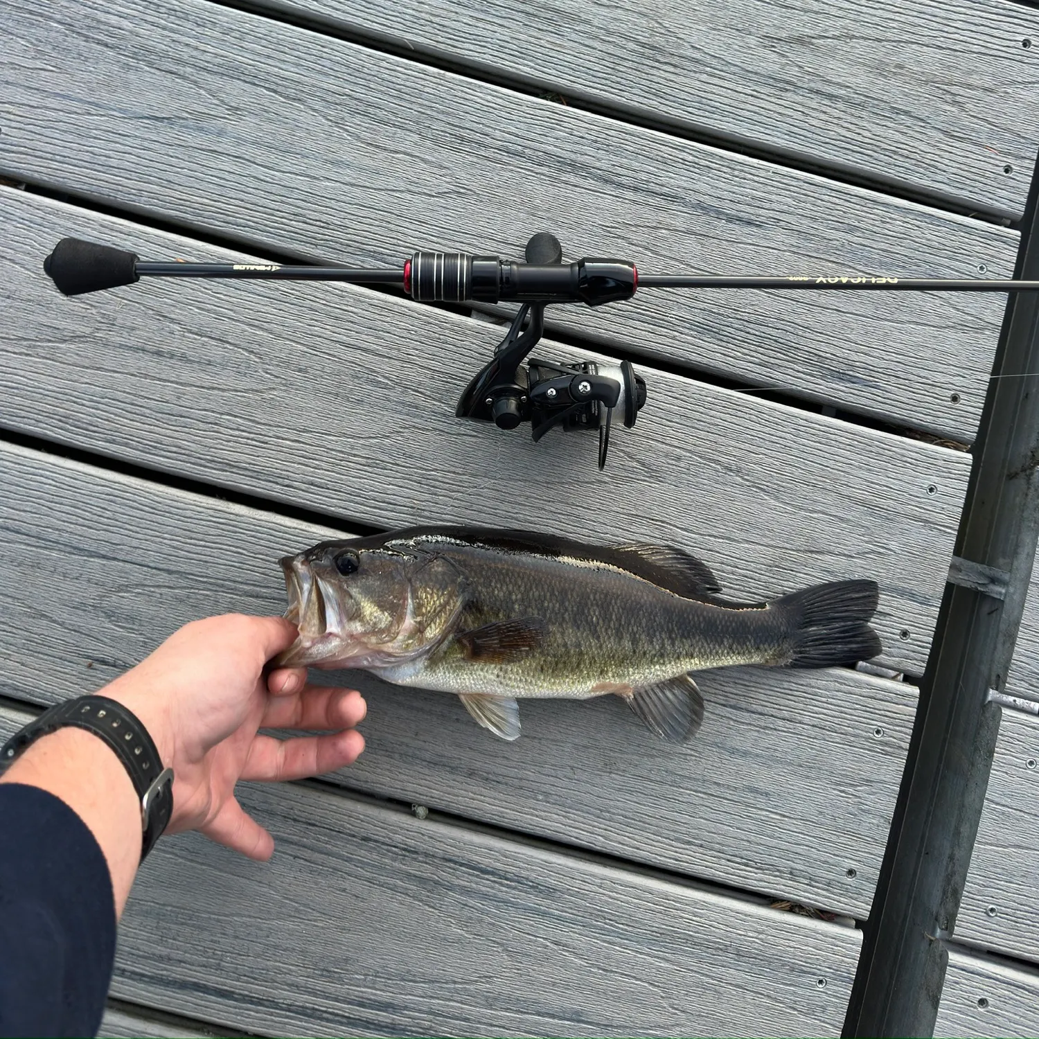 Largemouth bass caught on Fishbrain