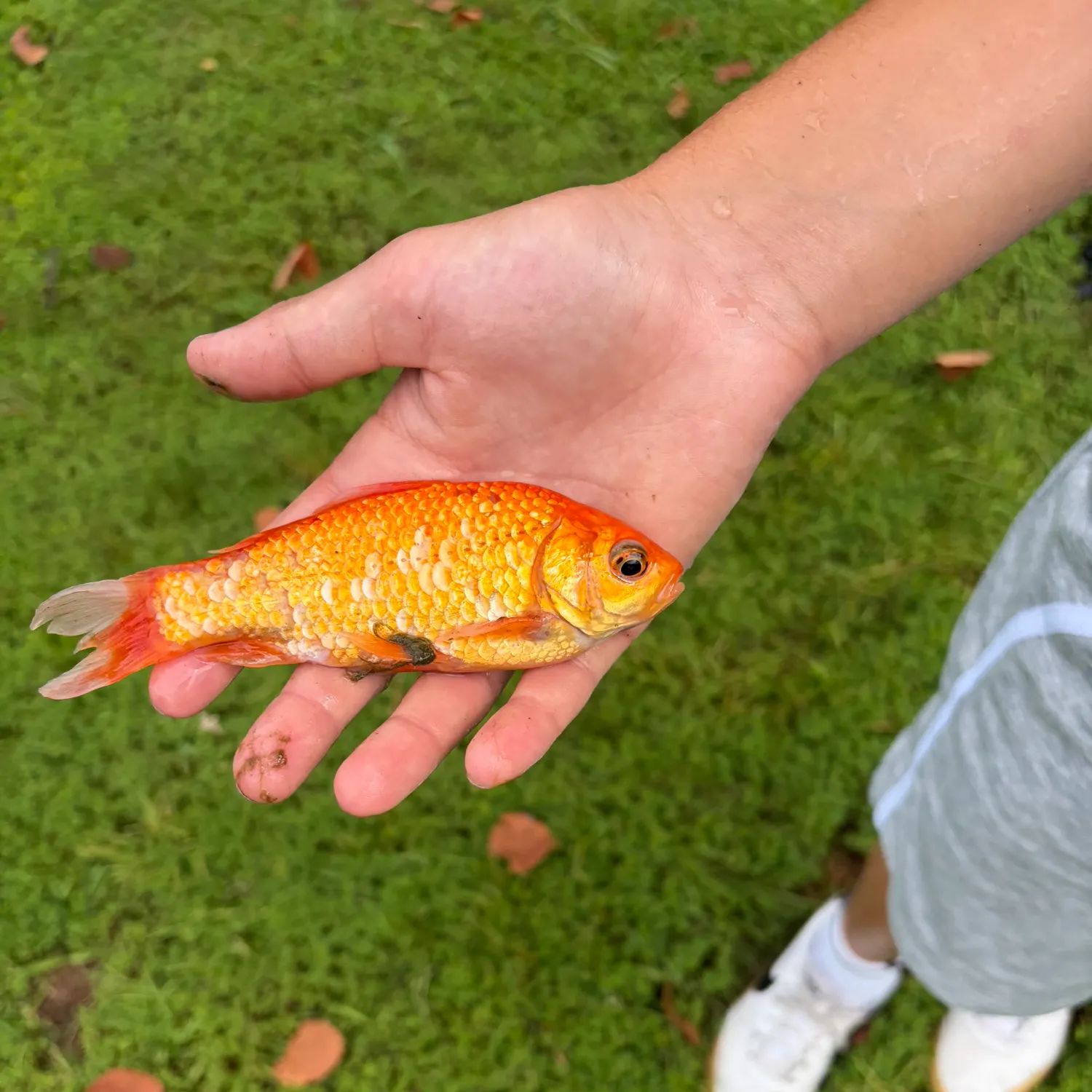 The most recent Goldfish catches on Fishbrain
