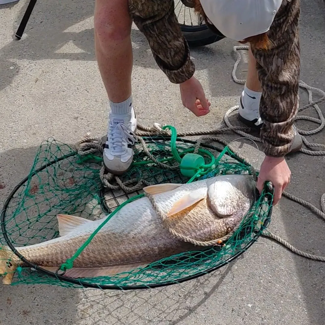 Red drum caught on Fishbrain