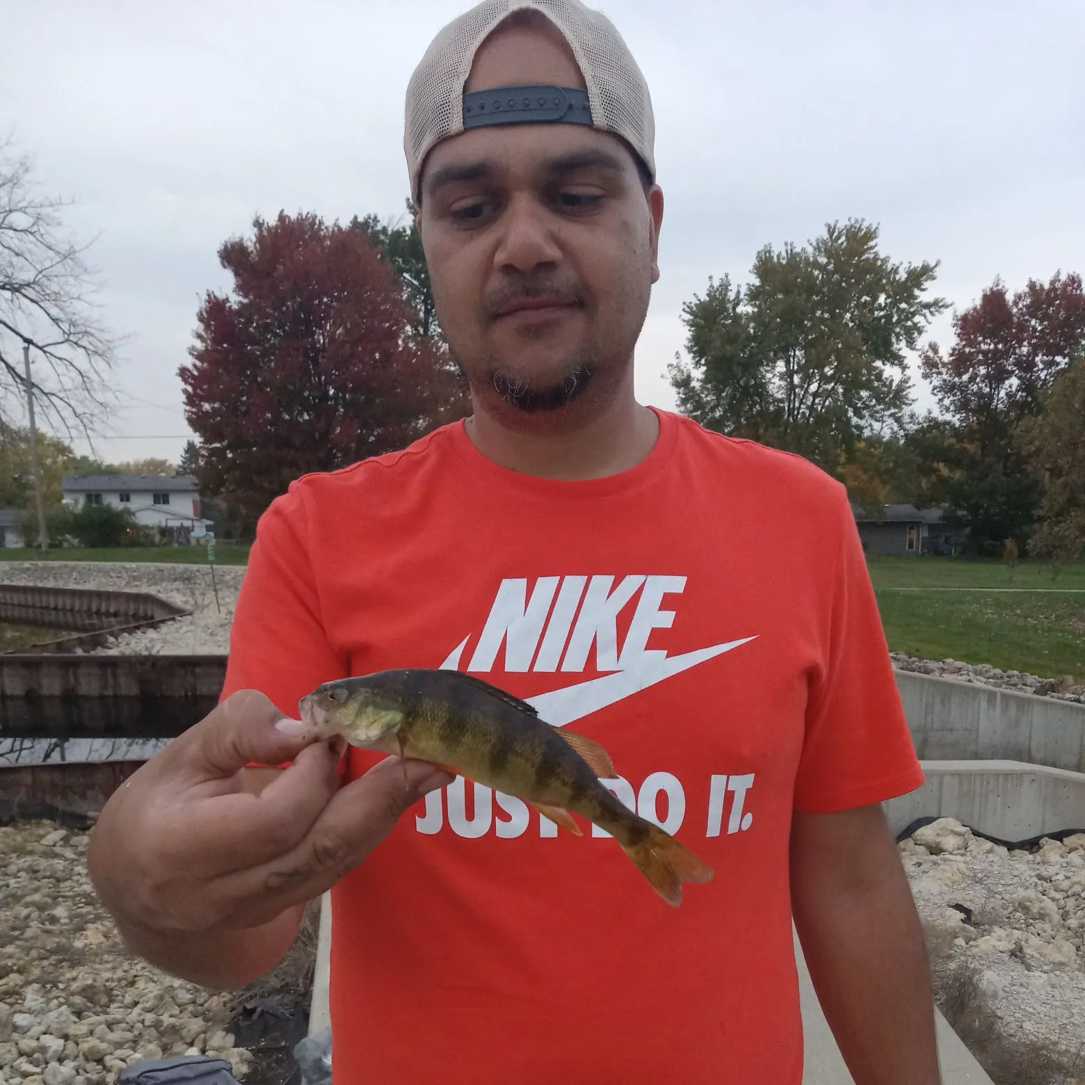 Yellow perch caught on Fishbrain