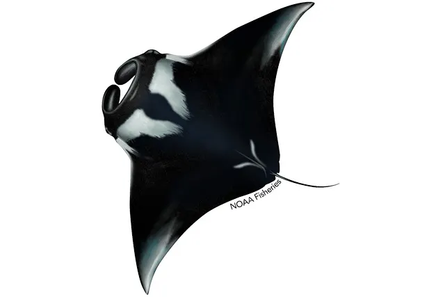 Giant oceanic manta ray