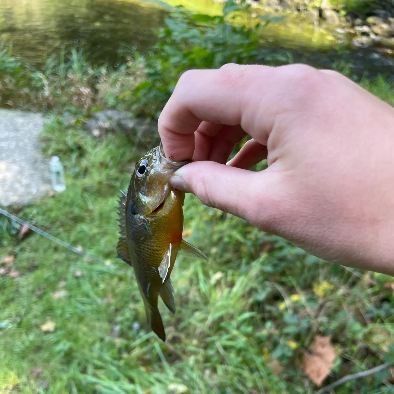 Redbreast sunfish caught on Fishbrain