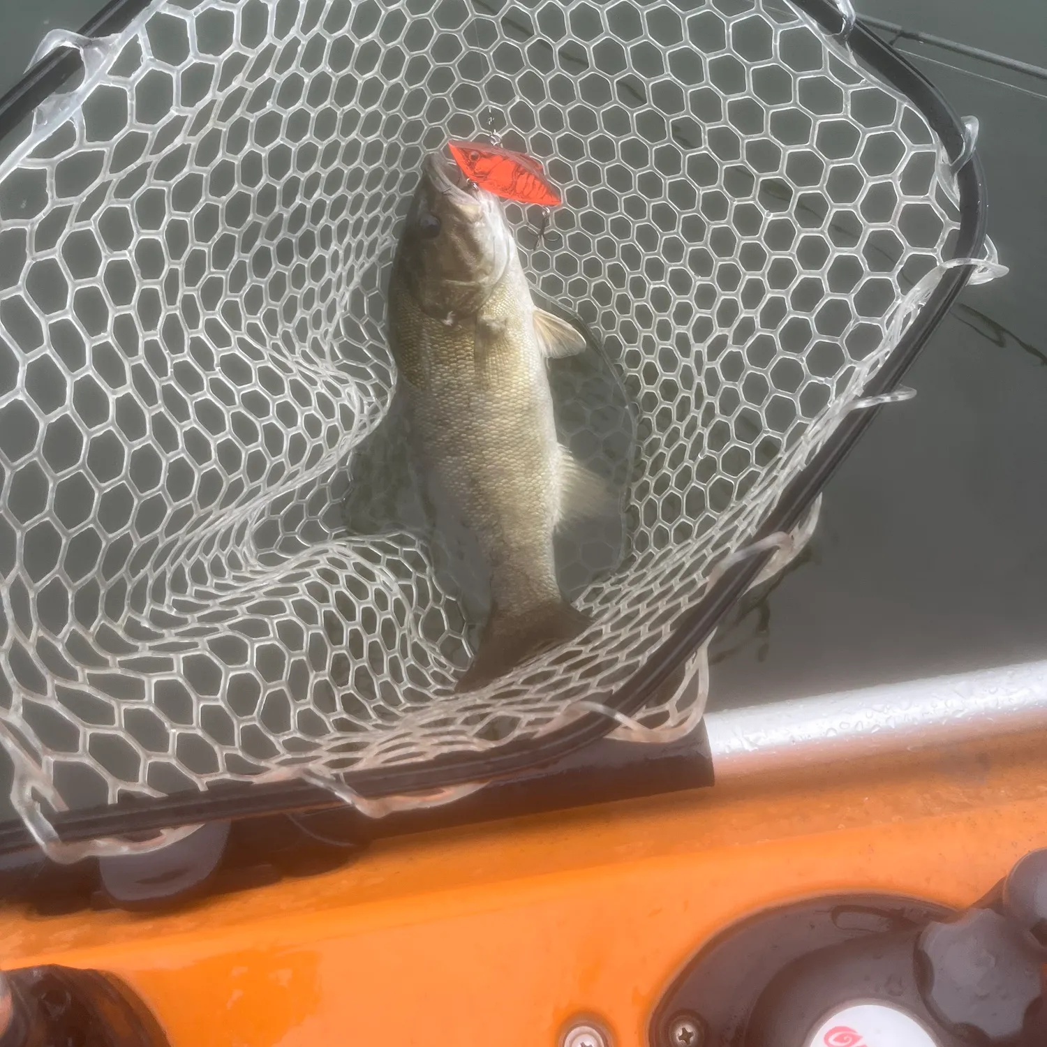 Smallmouth bass caught on Fishbrain