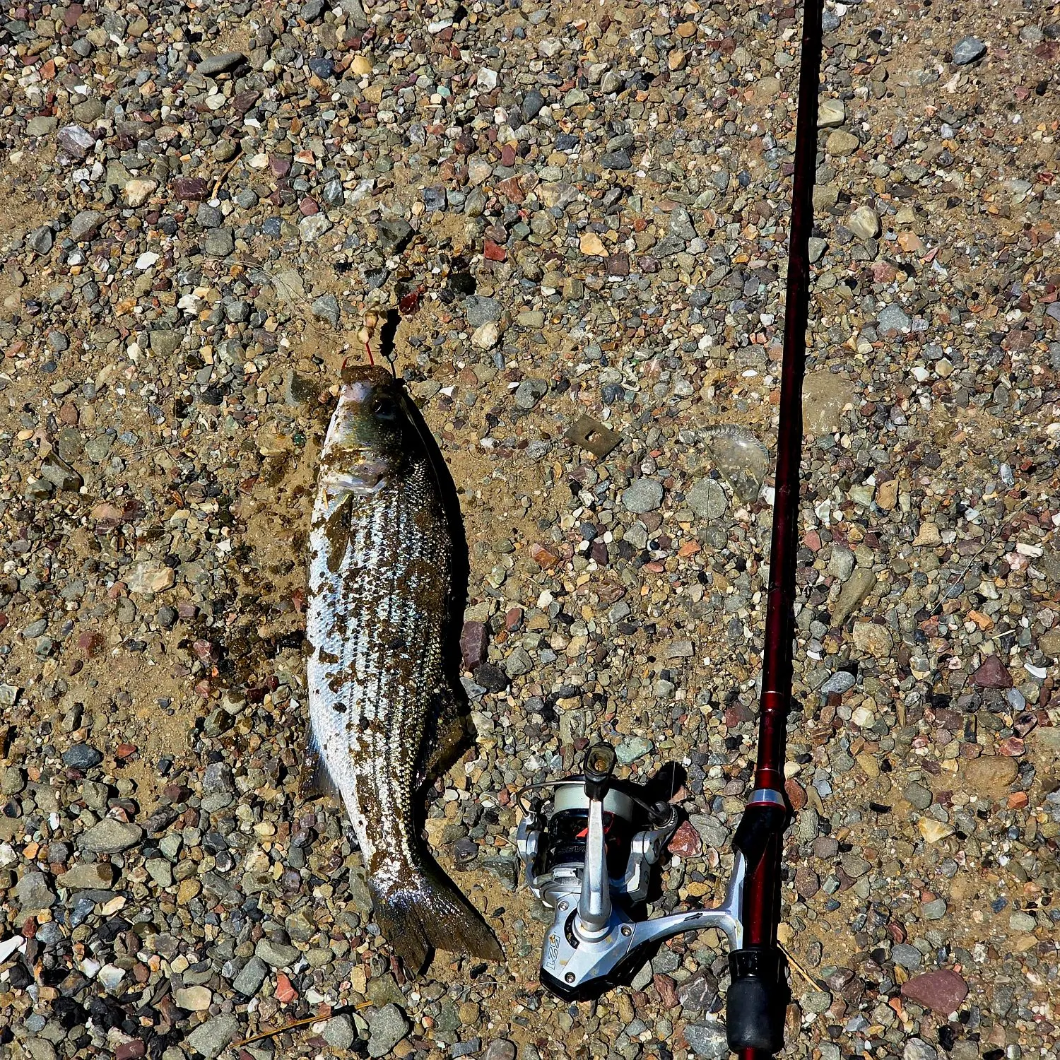 The most recent Striped bass catches on Fishbrain