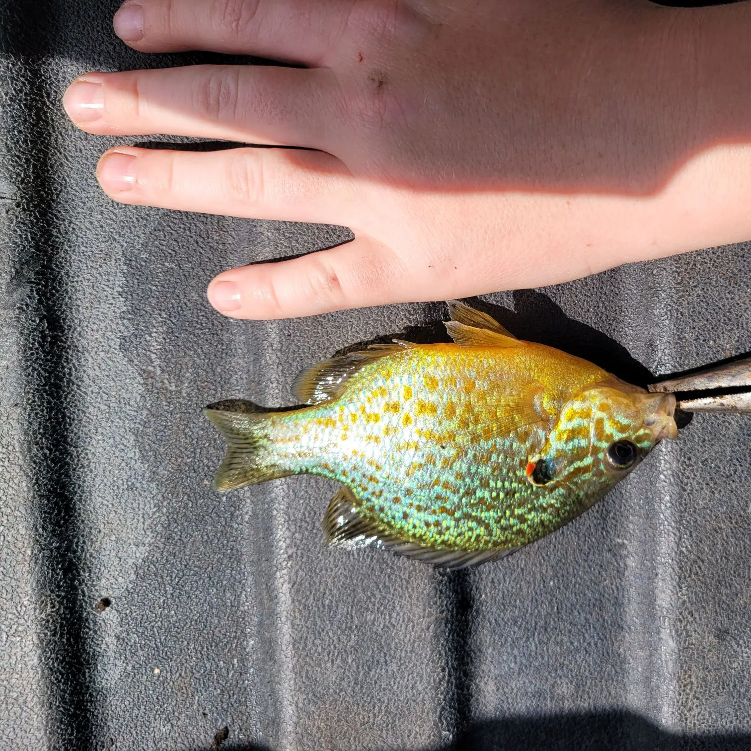 Pumpkinseed caught on Fishbrain
