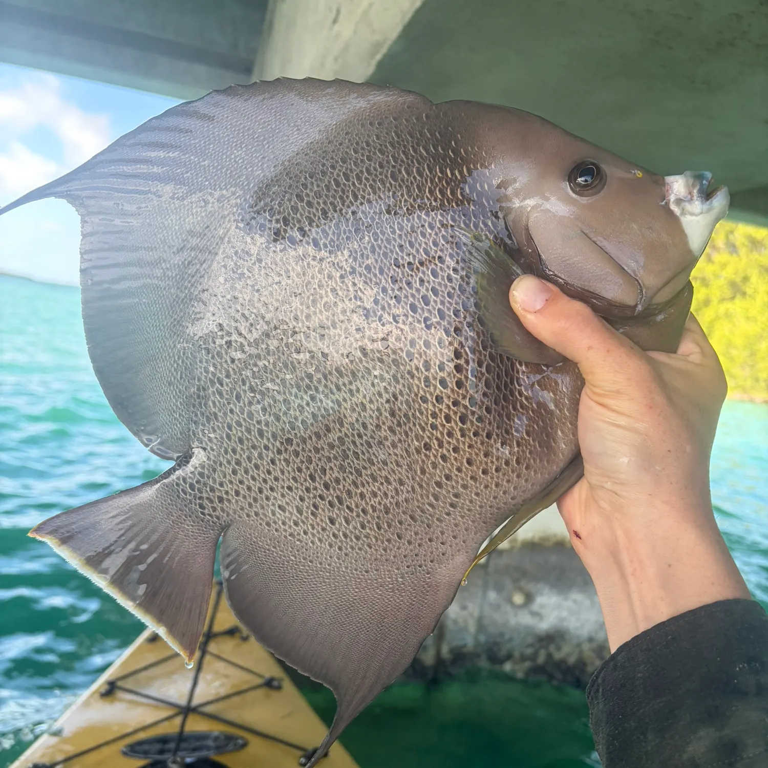 The most recent Gray angelfish catches on Fishbrain