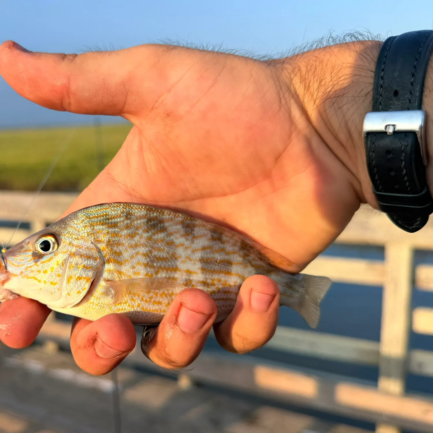 The most recent Pigfish catches on Fishbrain