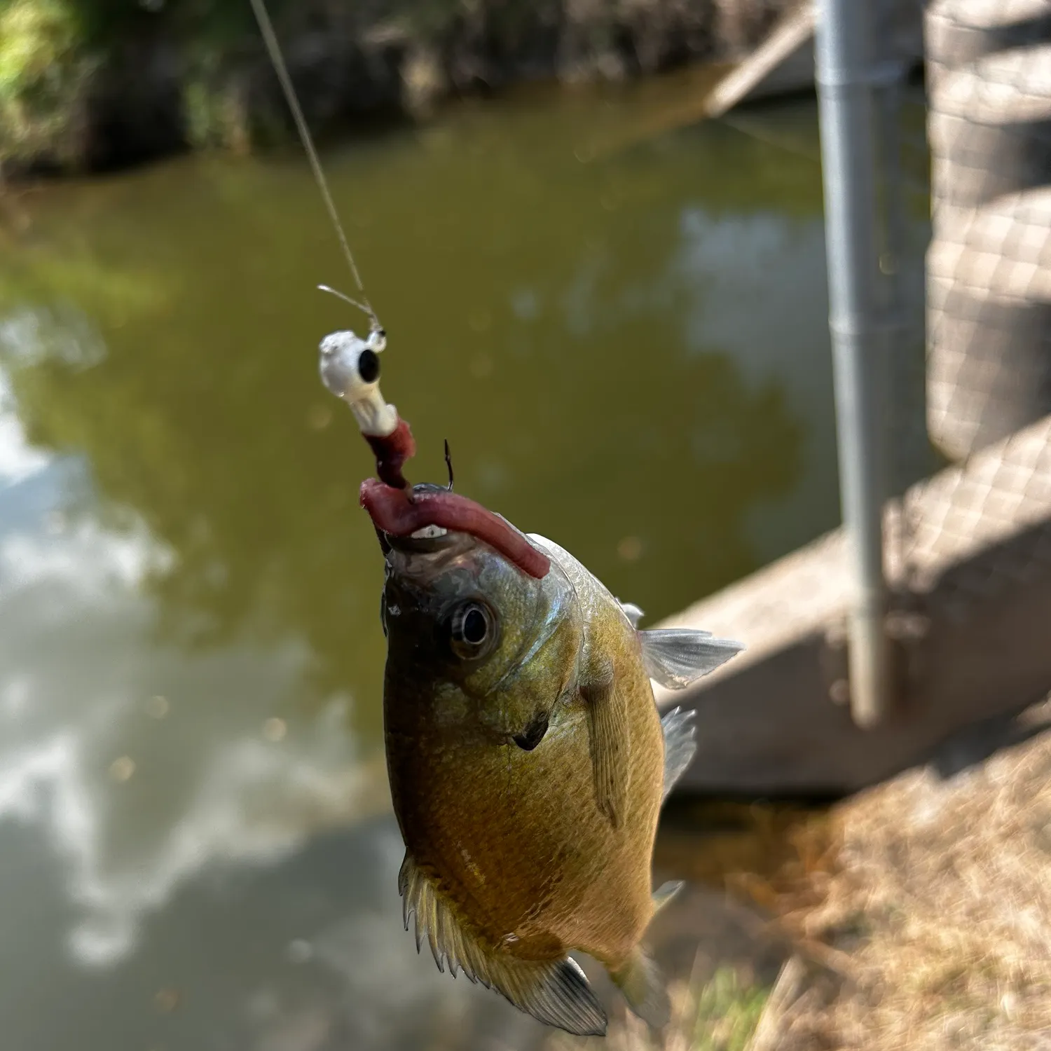Bluegill caught on Fishbrain