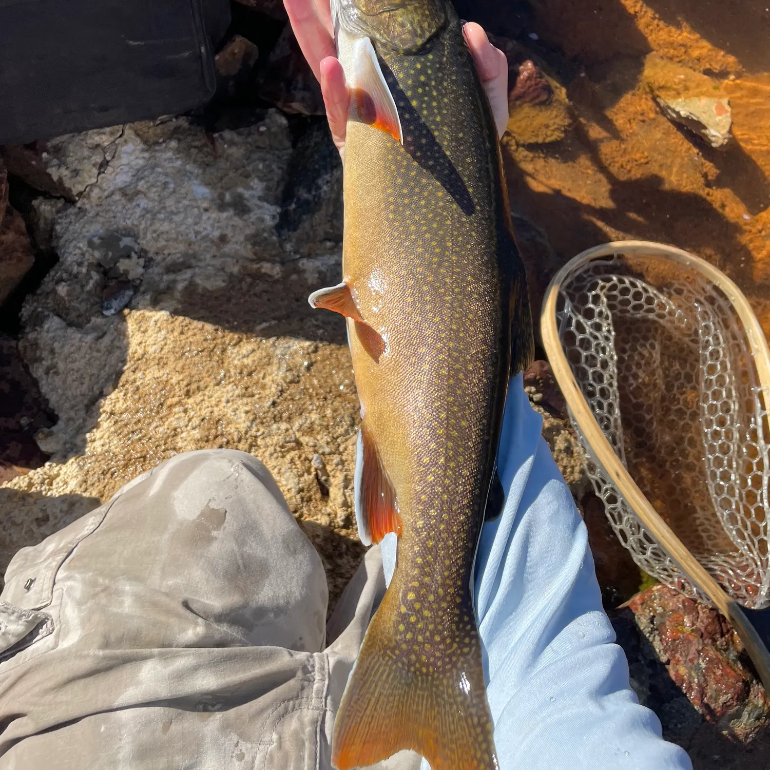 The most recent Splake catches on Fishbrain