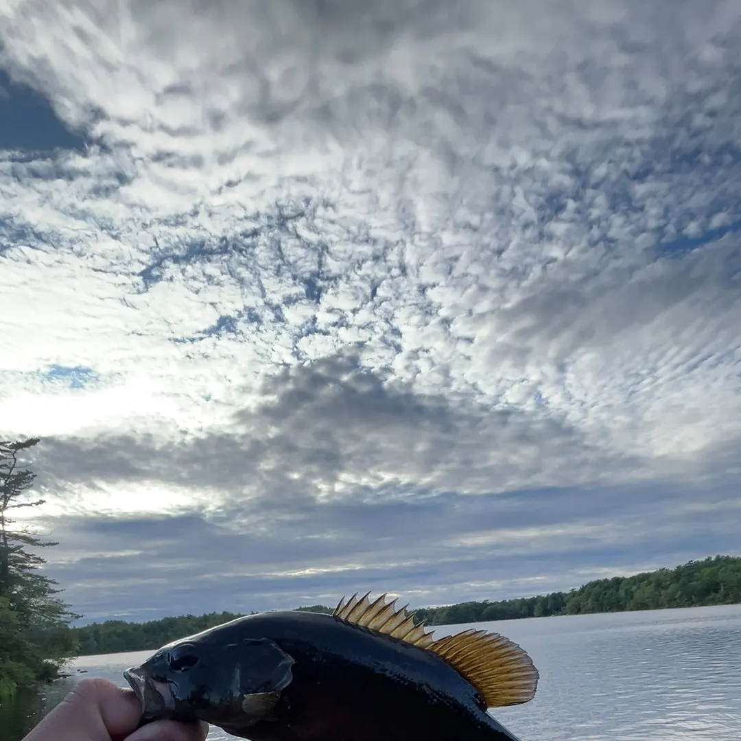 Smallmouth bass caught on Fishbrain