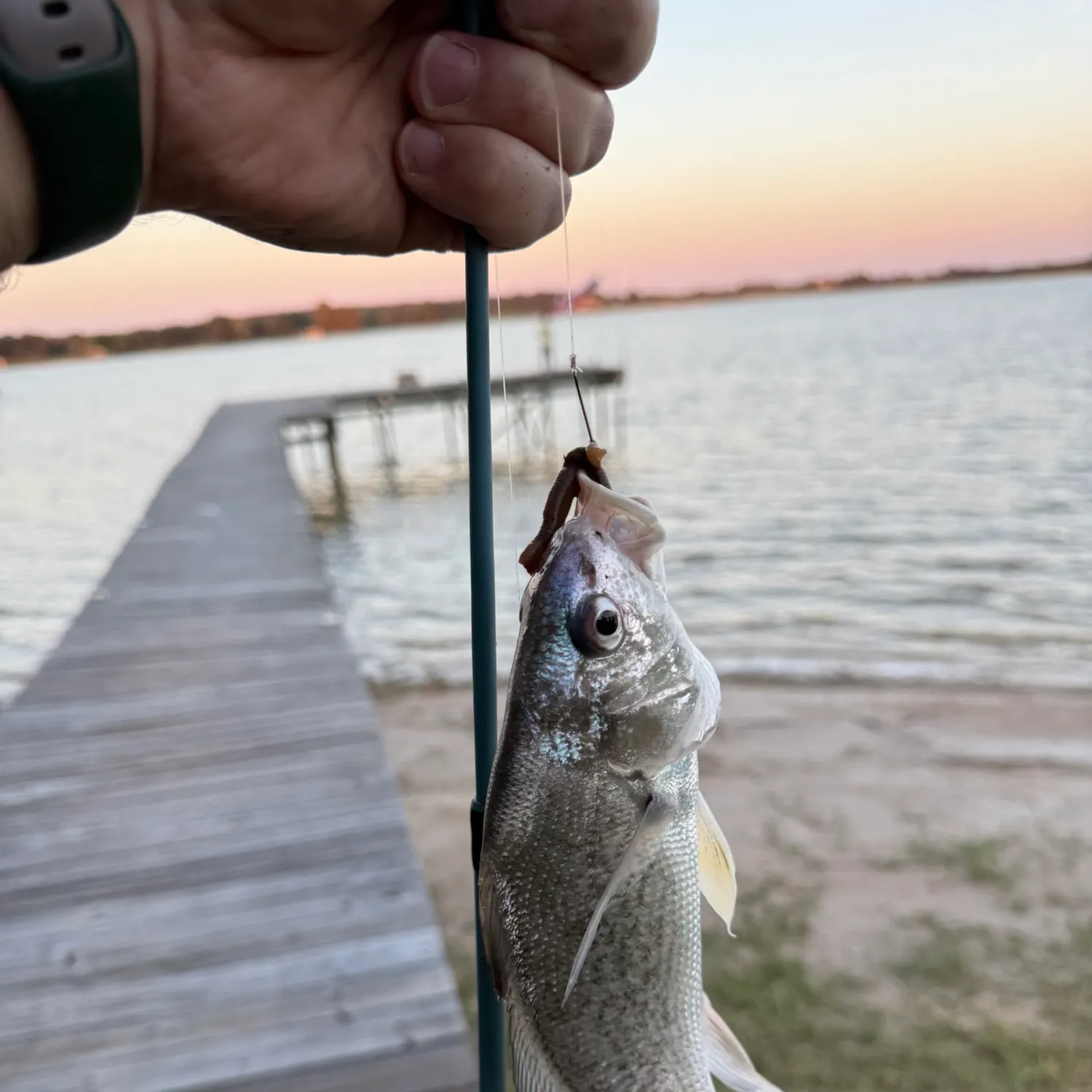Fish caught on Fishbrain