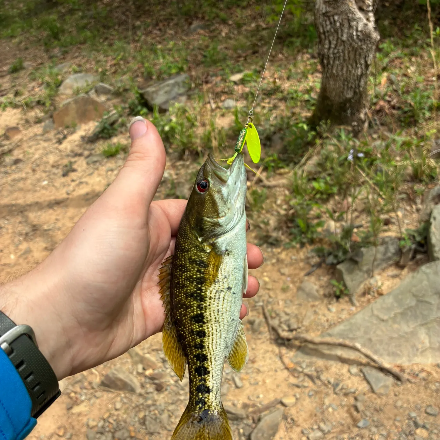 The most recent Warrior bass catches on Fishbrain