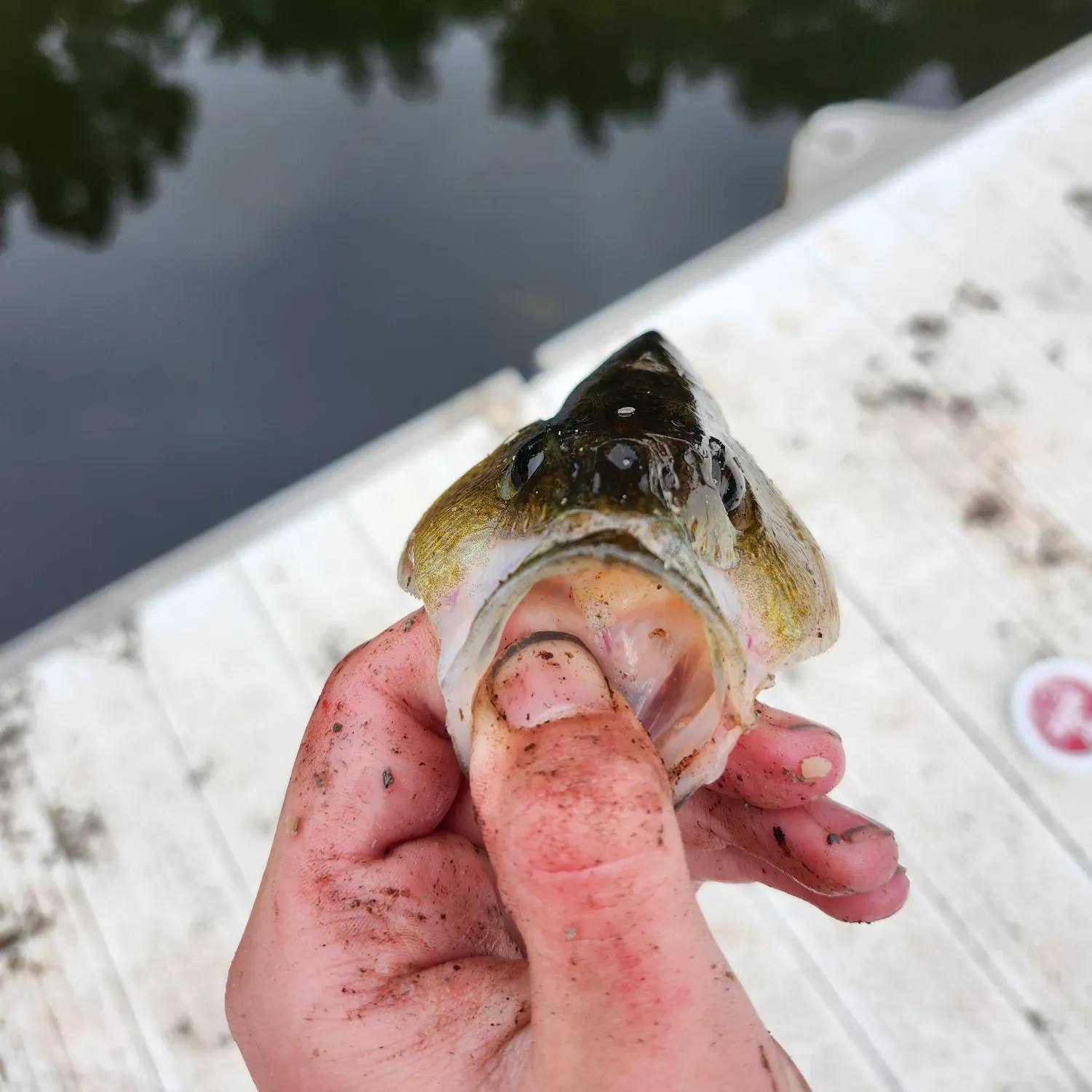 Yellow perch caught on Fishbrain