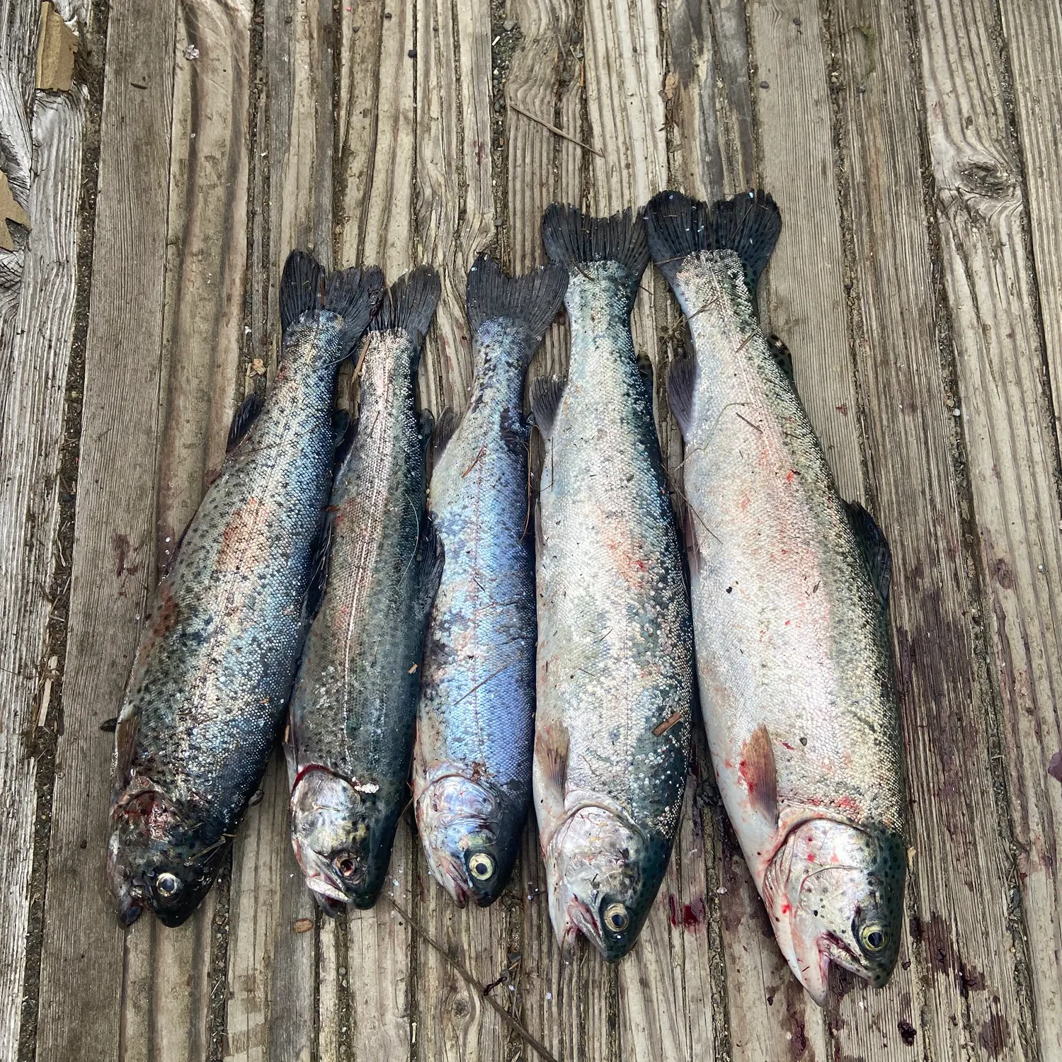 recently logged catches