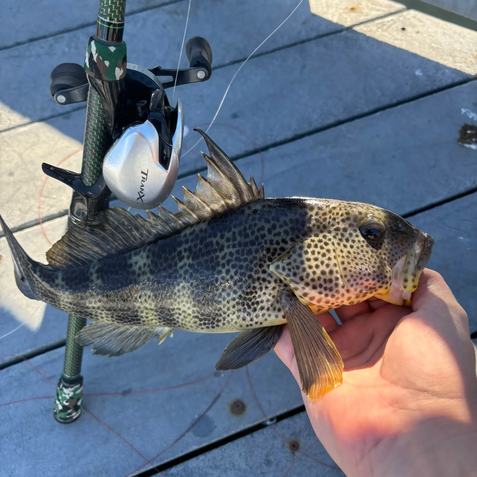 The most recent Spotted sand bass catches on Fishbrain