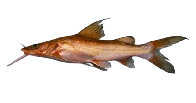Asian redtail catfish
