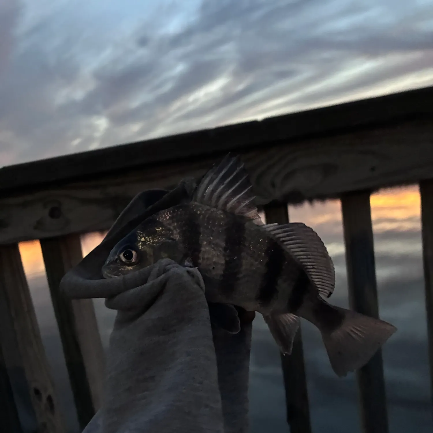 Black drum caught on Fishbrain
