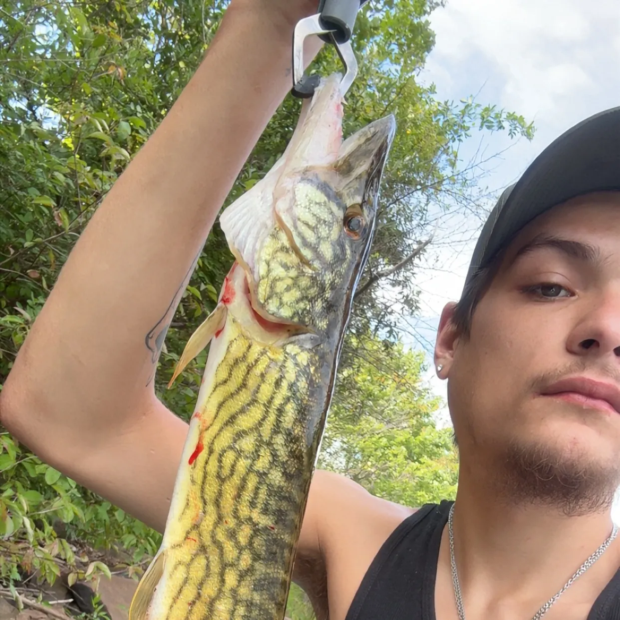 The most recent Chain pickerel catches on Fishbrain