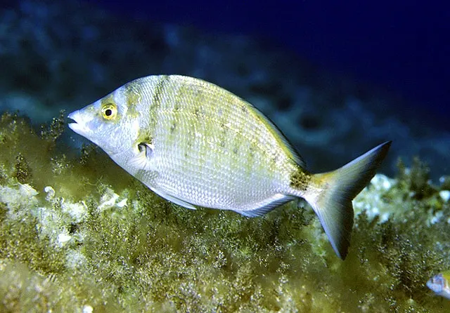 Sharpsnout seabream