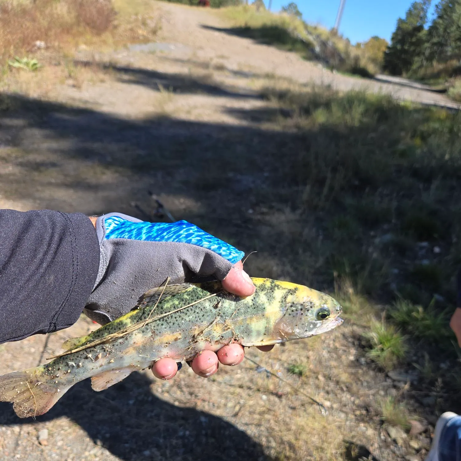 Rainbow trout caught on Fishbrain