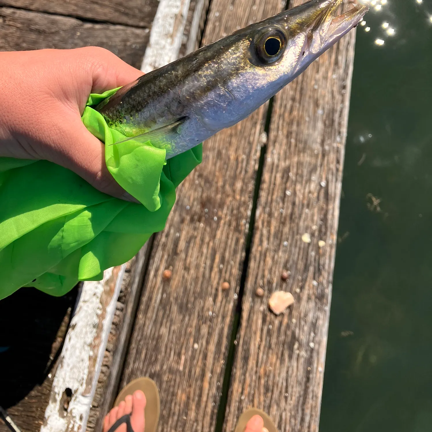 recently logged catches