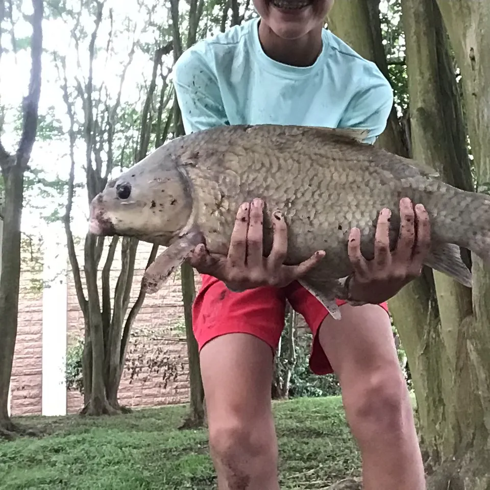 The most recent Smallmouth buffalo catches on Fishbrain