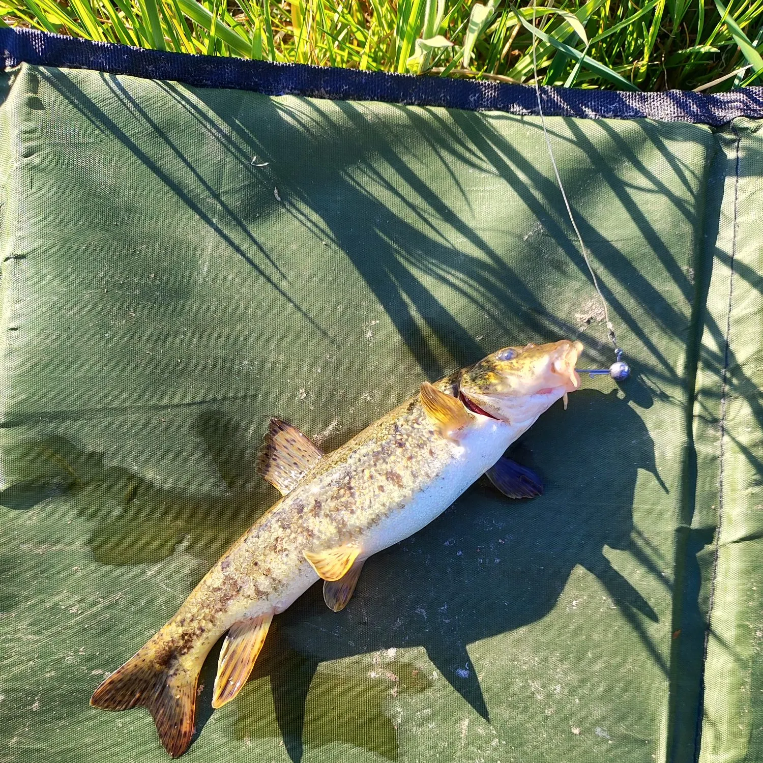 The most recent Mediterranean barbel catches on Fishbrain