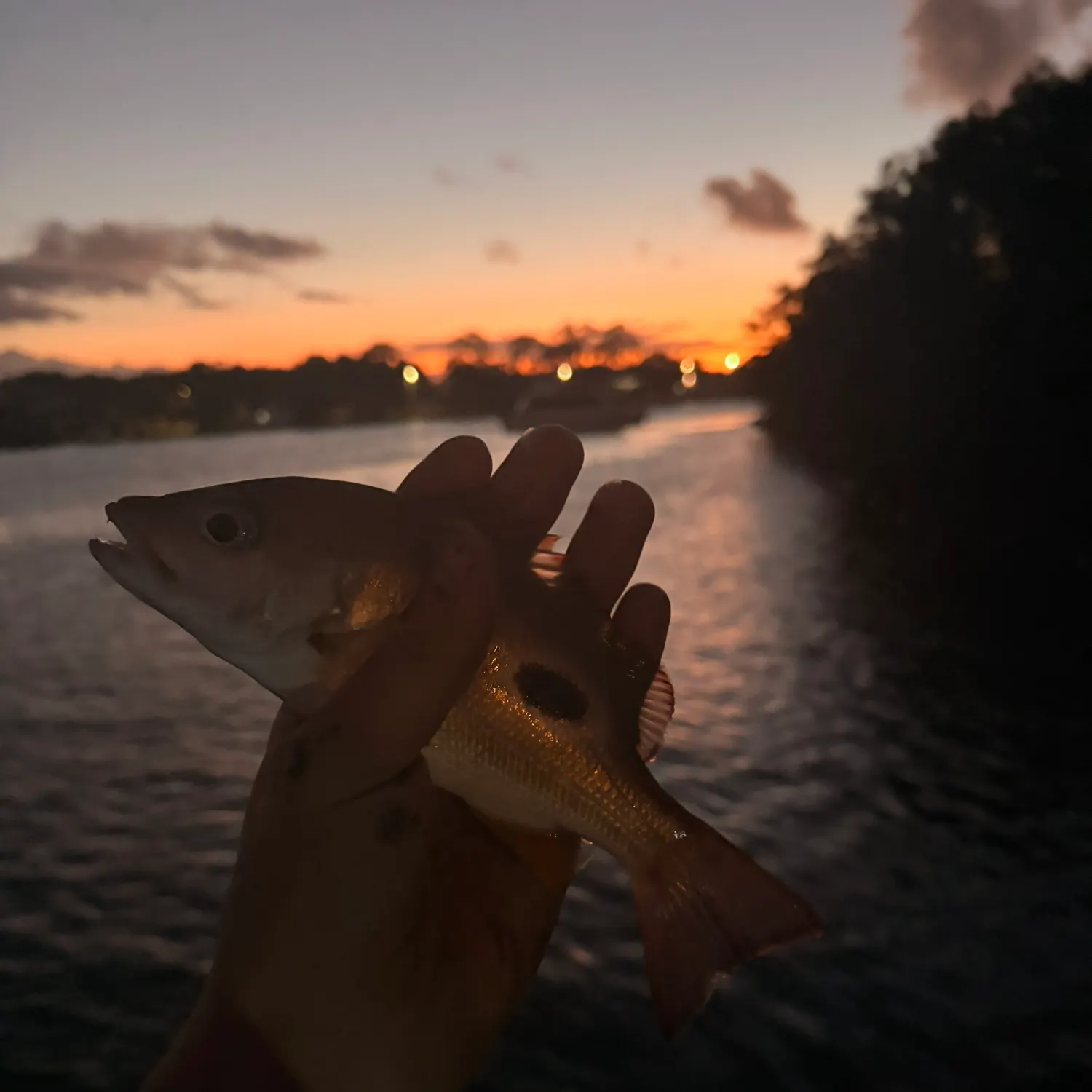 The most recent Moses perch catches on Fishbrain