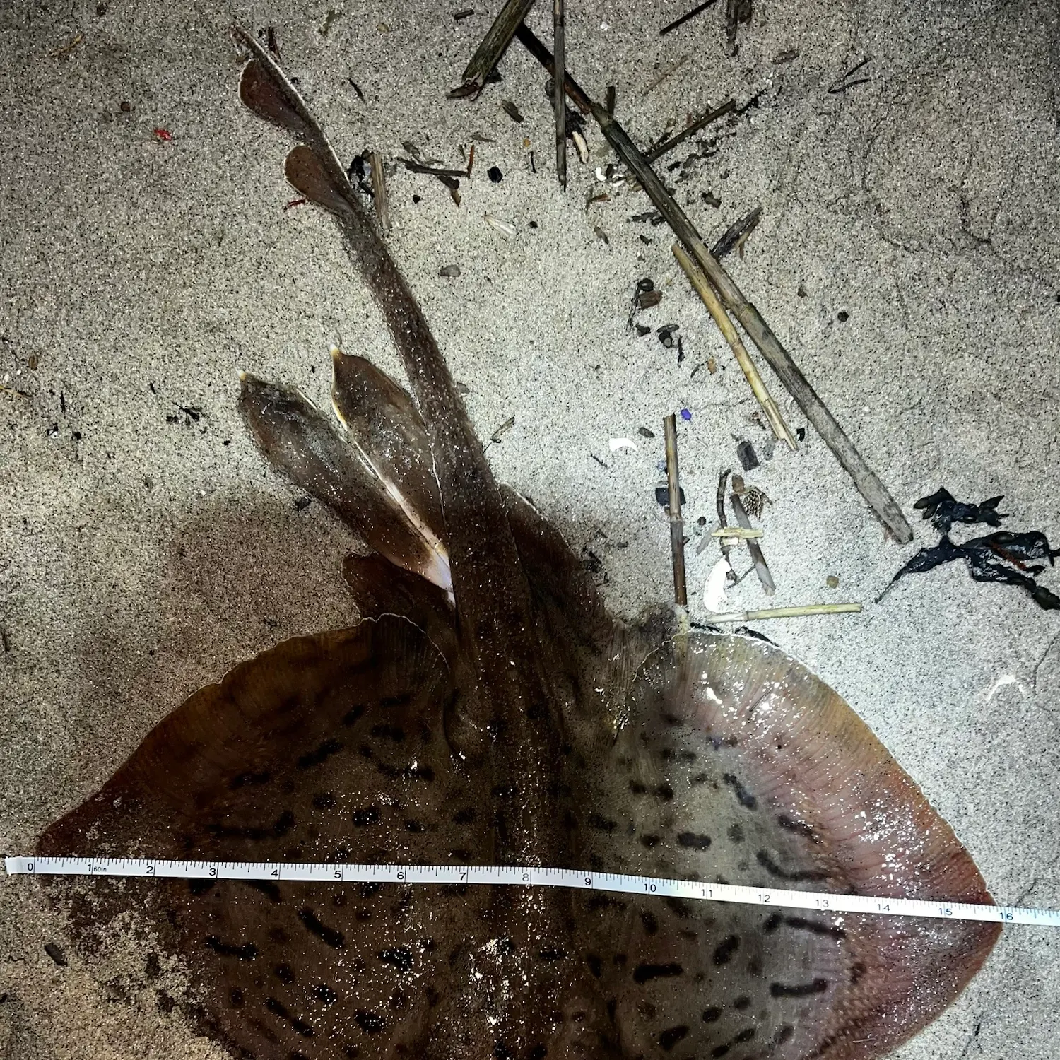Clearnose skate caught on Fishbrain