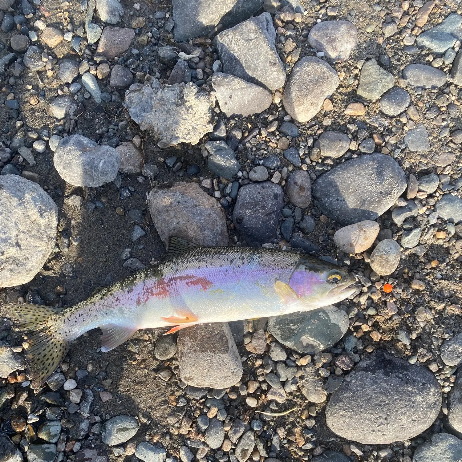 Rainbow trout caught on Fishbrain