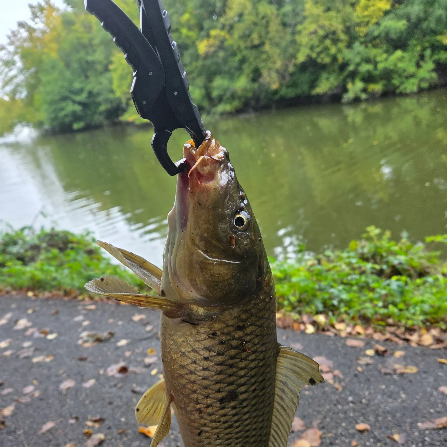 Common carp caught on Fishbrain