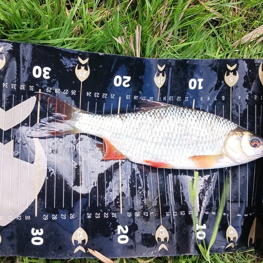 The most recent Common rudd catches on Fishbrain