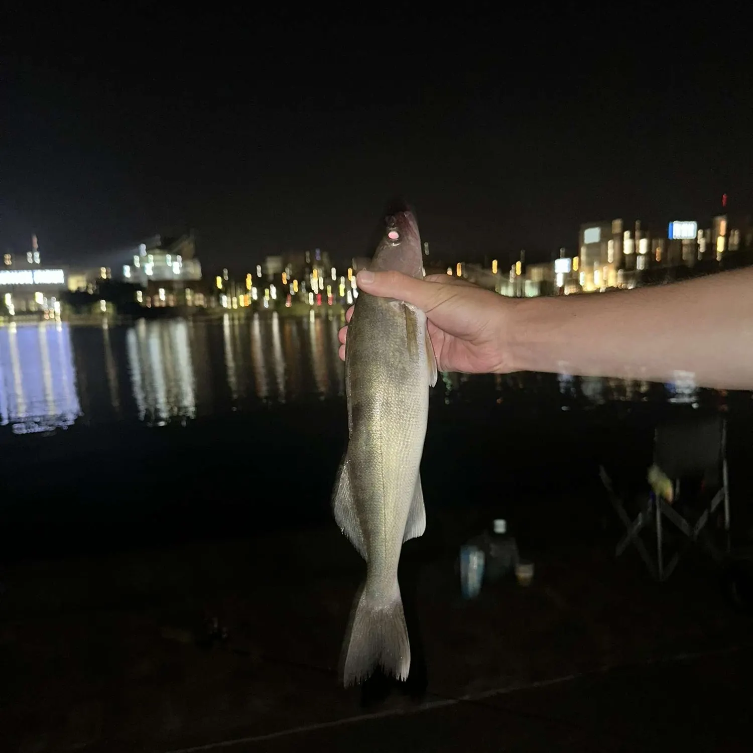 The most recent Common logperch catches on Fishbrain