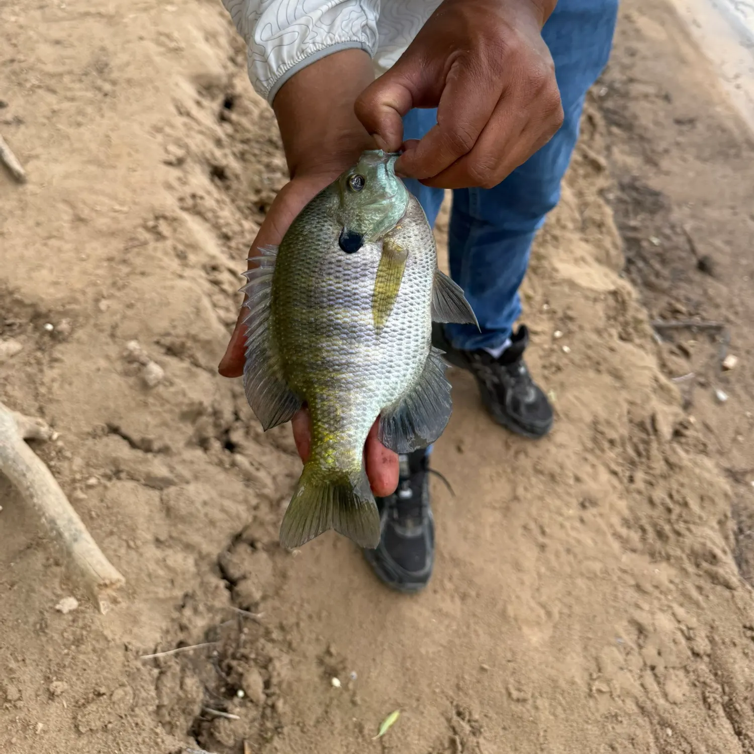 Bluegill caught on Fishbrain