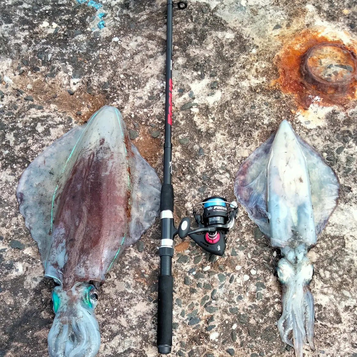Southern calamari caught on Fishbrain