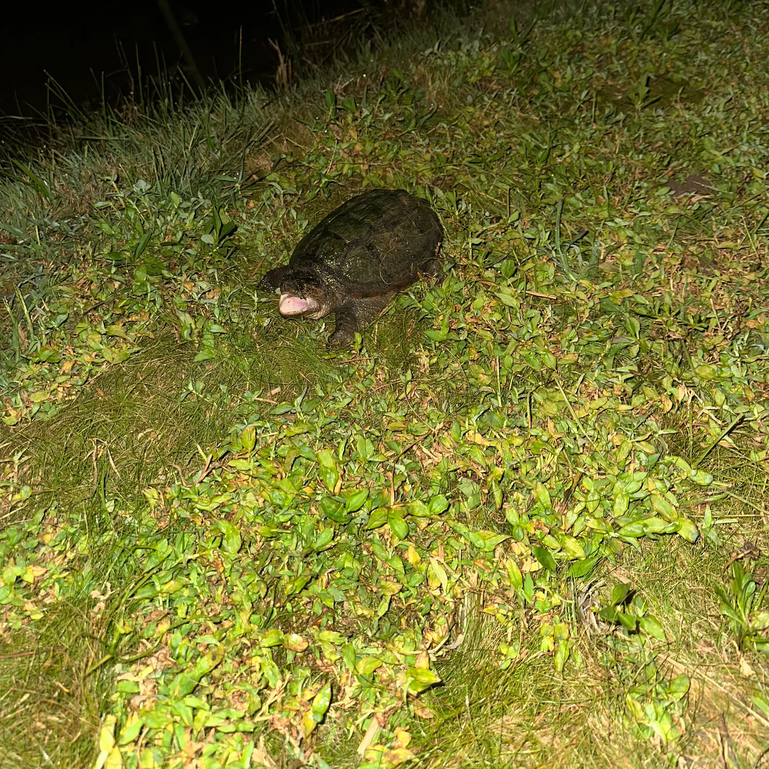 The most recent Grey reef shark catches on Fishbrain