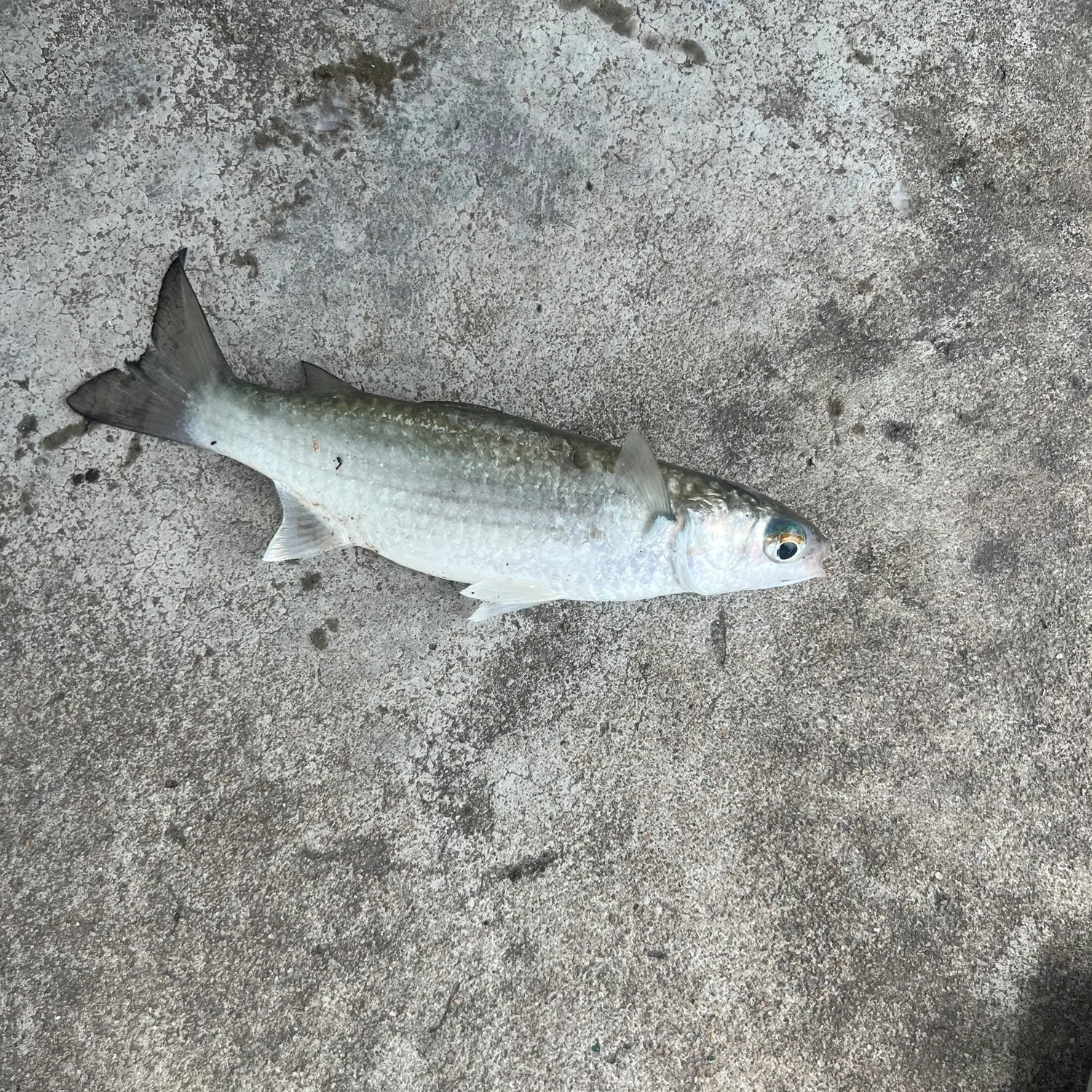 The most recent Greenback mullet catches on Fishbrain