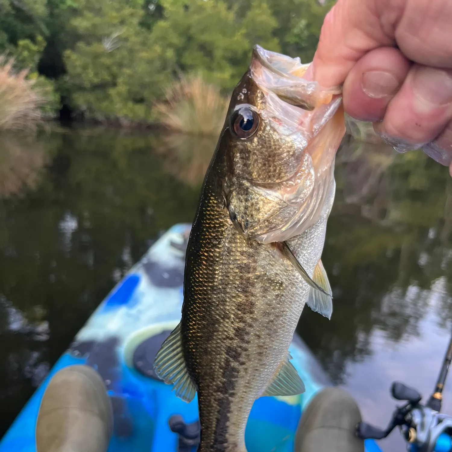 Largemouth bass caught on Fishbrain