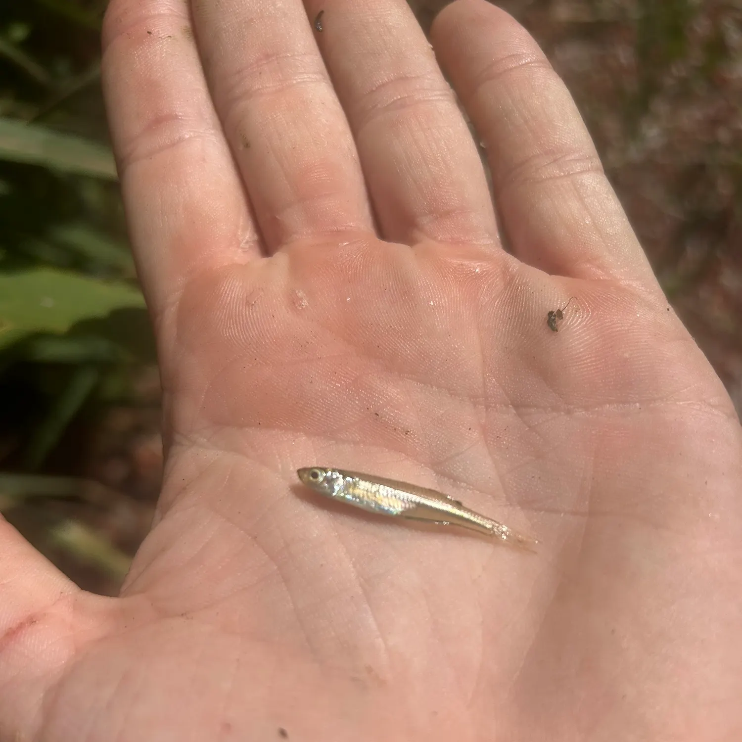The most recent Inland silverside catches on Fishbrain