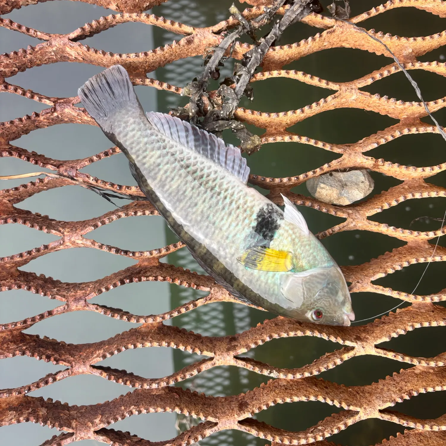 The most recent Rock wrasse catches on Fishbrain