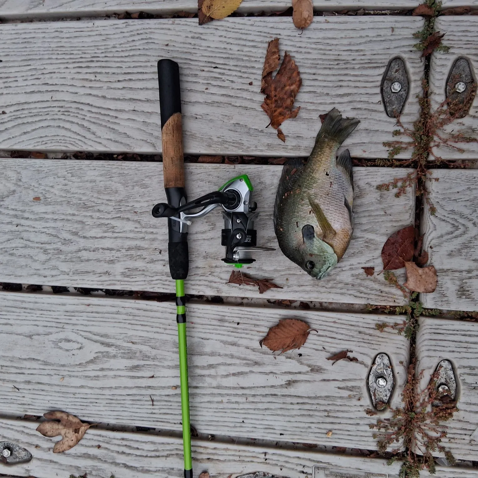 Bluegill caught on Fishbrain