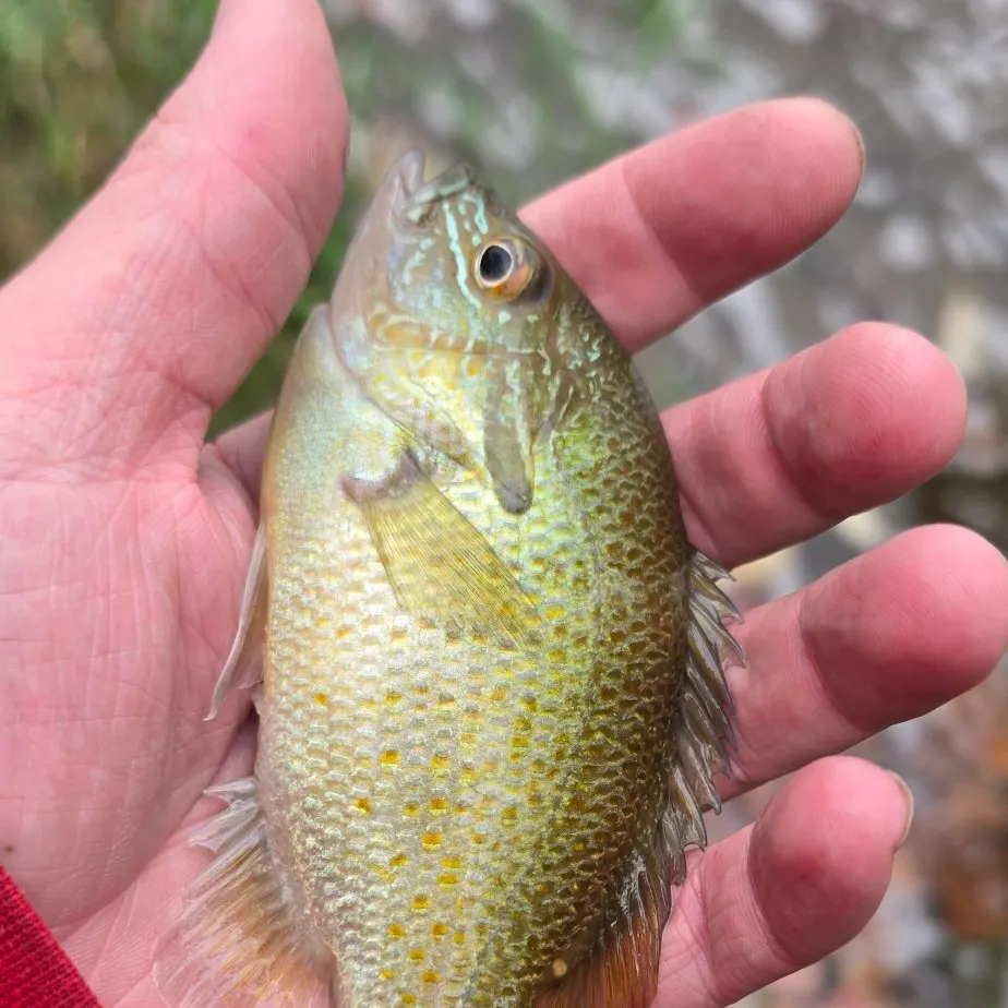 Redbreast sunfish caught on Fishbrain