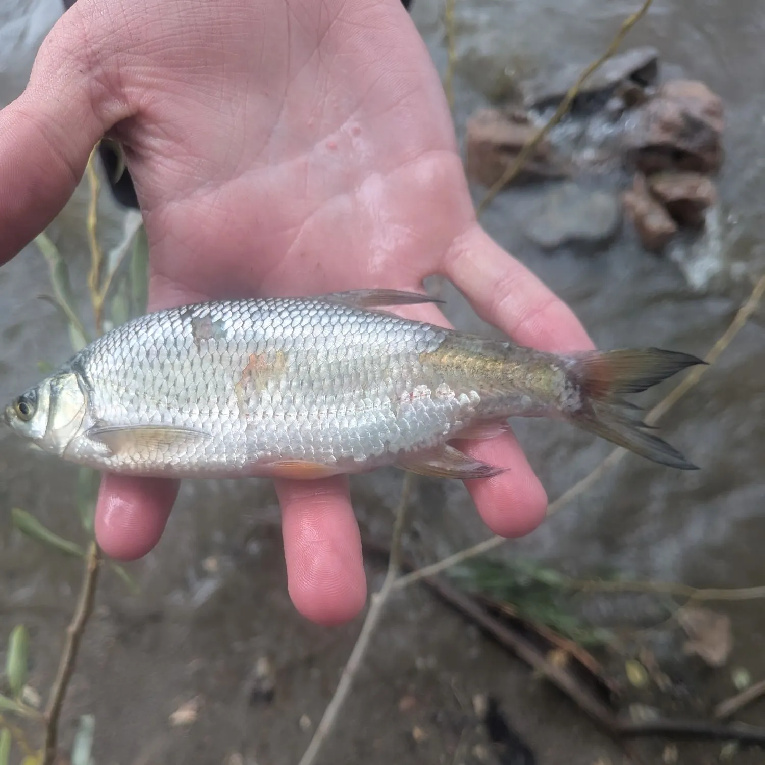American shad caught on Fishbrain