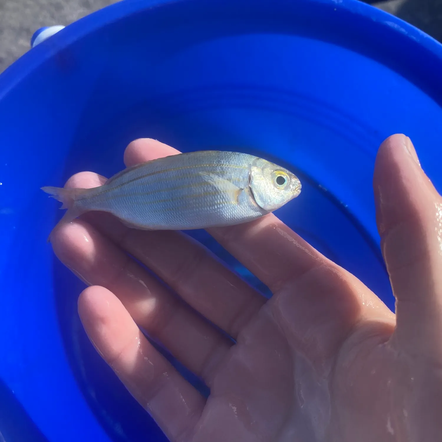 The most recent Salema porgy catches on Fishbrain