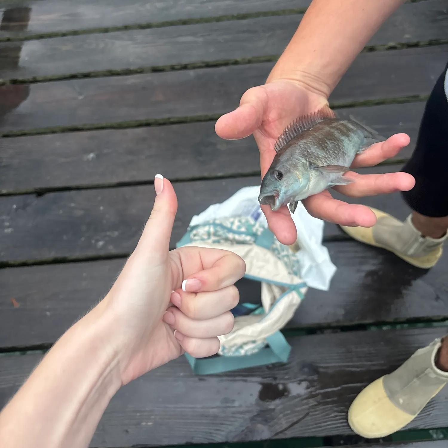The most recent Cunner catches on Fishbrain
