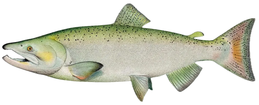 Chinook salmon