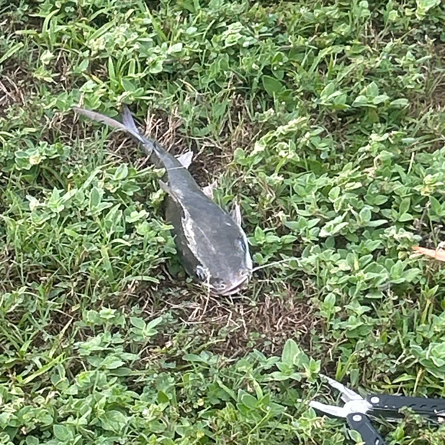 Channel catfish caught on Fishbrain