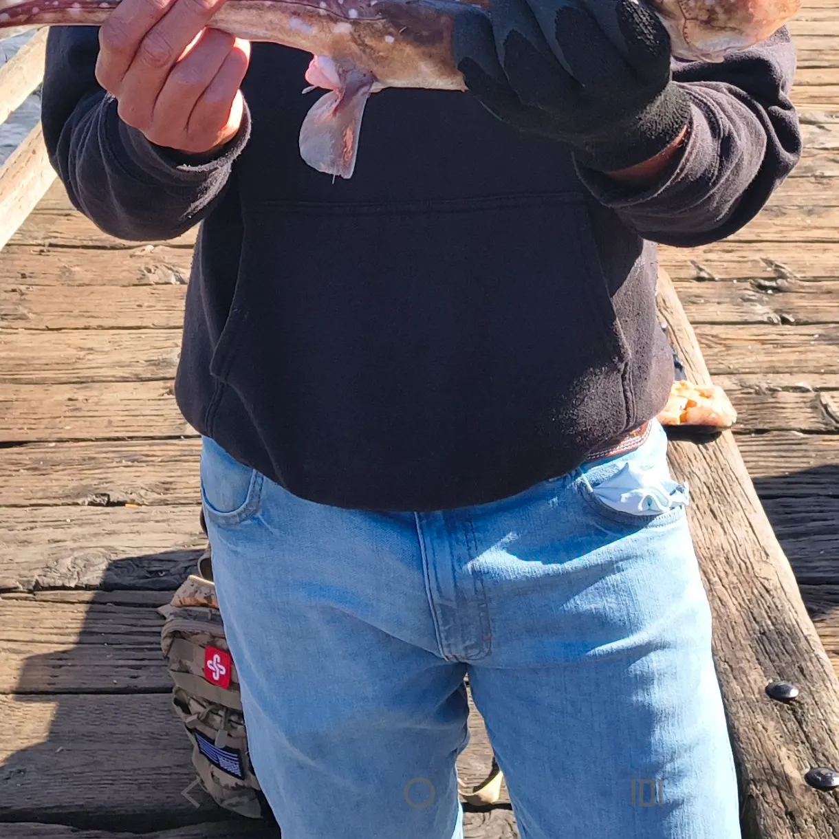 Spotted ratfish caught on Fishbrain